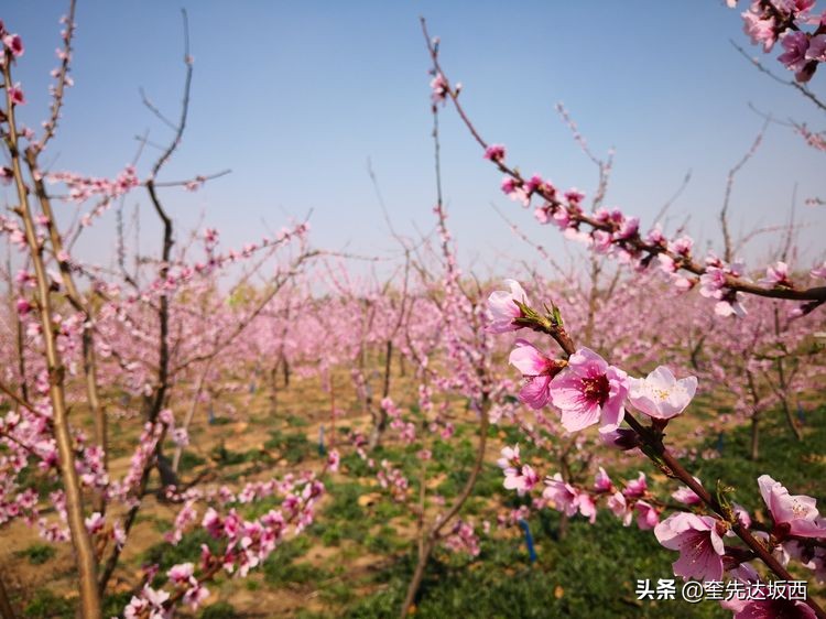 七绝十里桃花,十里桃花的诗句大全