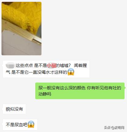 突然养猫了很焦虑,自从接了一只猫回家