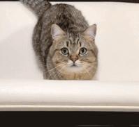 喵主子耳朵有多灵？千万别说猫咪的坏话，它都听见了