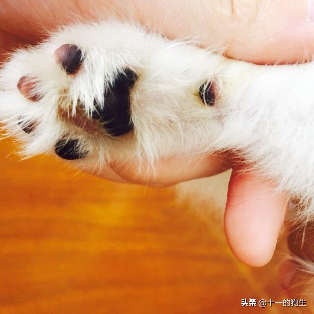 狗的爪爪可以不剪吗,狗的爪子有多厉害
