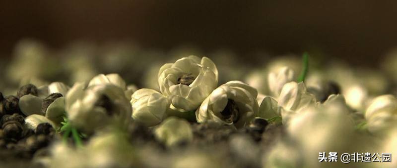 福州茉莉花茶窨制时间多久,福州茉莉花茶多少度水合适