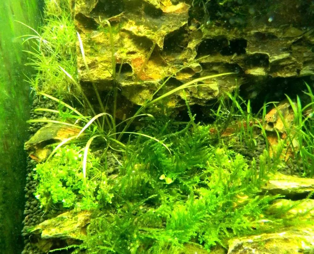 草缸造景教程：胶水造景太温柔，男人就该上电钻