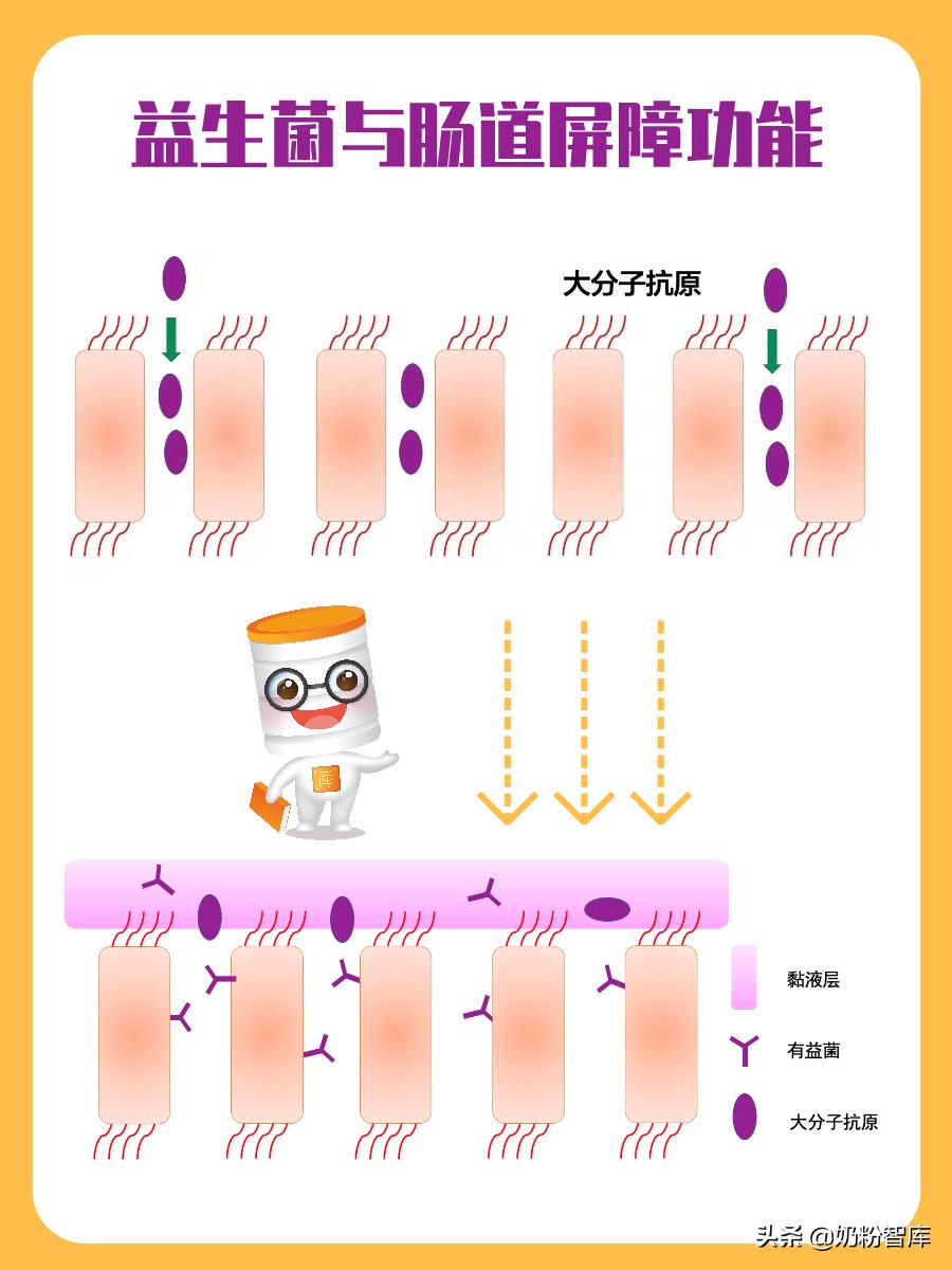 益生菌dha钙铁锌什么顺序吃,过敏体质宝宝吃的乳钙和dha
