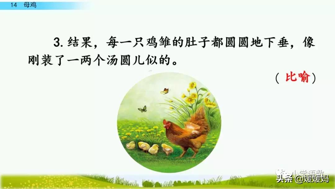 四年级下册第13课小练笔仿写母鸡,四年级下册14课母鸡的预习完整版