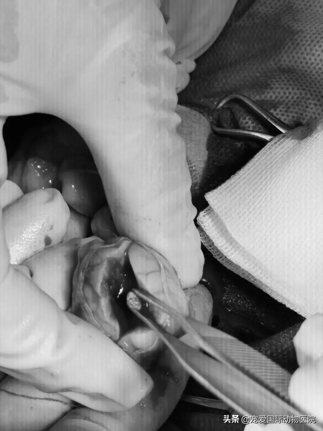 难以言说的疼完整版,猫咪肾结石的症状都有什么