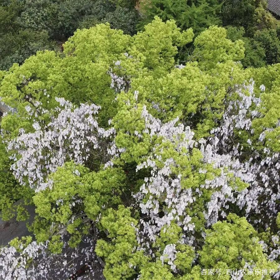 苏州西山网红打卡地樱花,苏州西山风景区有什么好玩的地方