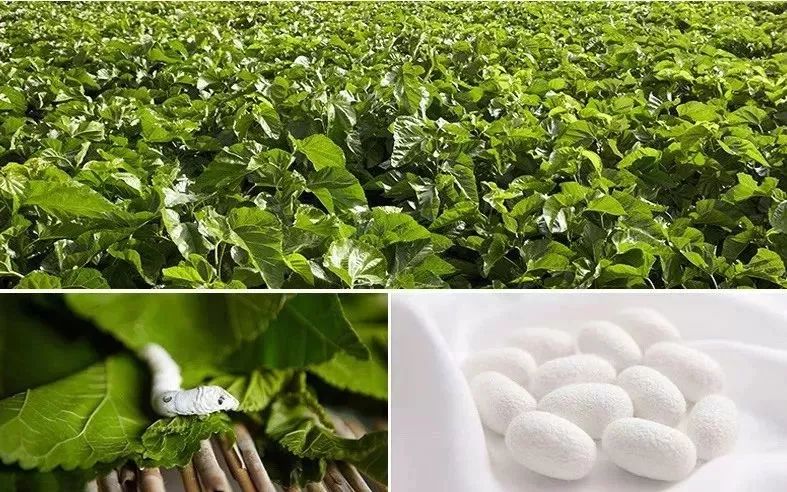 真正的蚕丝被100%桑蚕丝北极绒,推荐一款纯天然蚕丝被