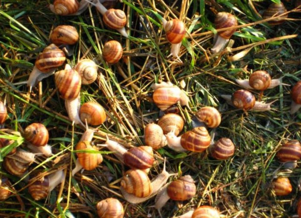 海关查获外来入侵蜗牛,包裹被广州海关拦截