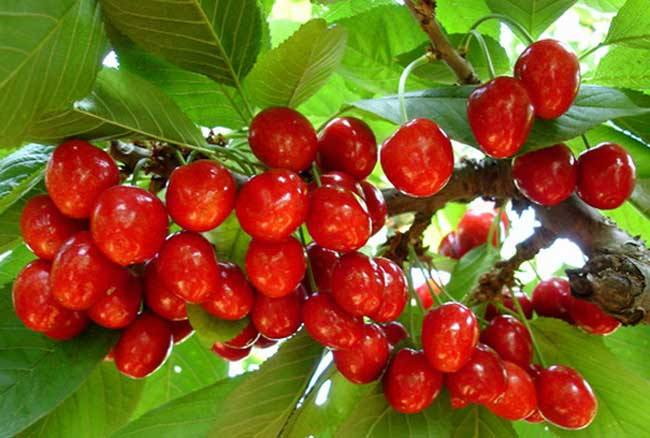 樱桃好吃减脂做法,樱桃最漂亮的吃法