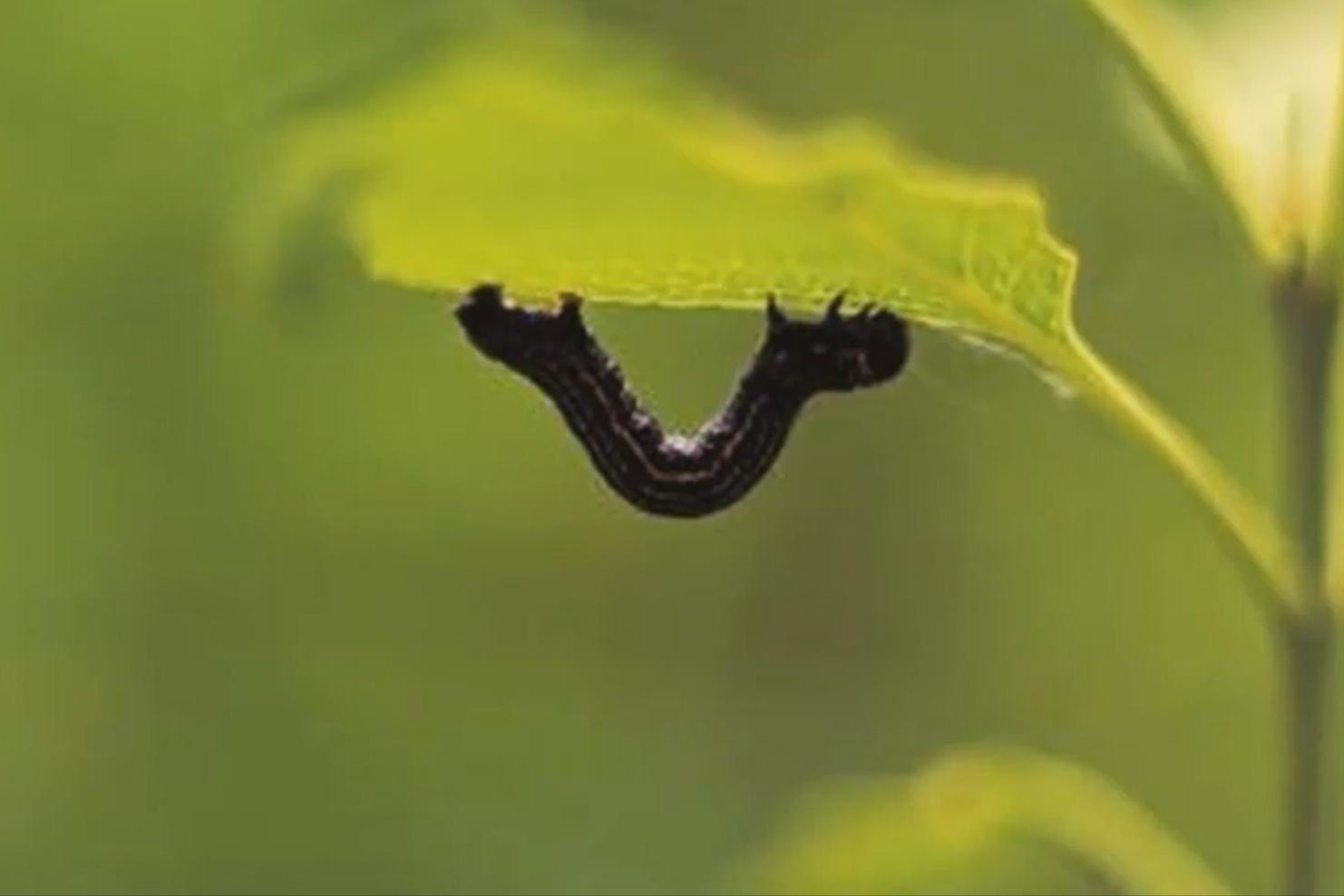 尺蠖虫子,尺蠖幼虫除虫剂可以消灭吗