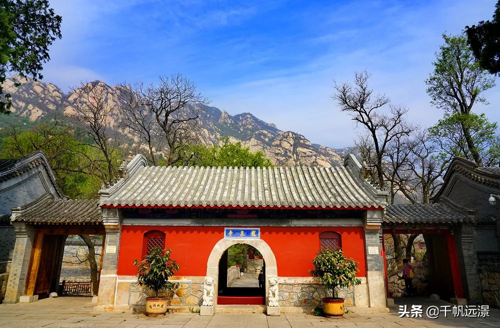 阳春四月迎来春,阳春四月槐花香