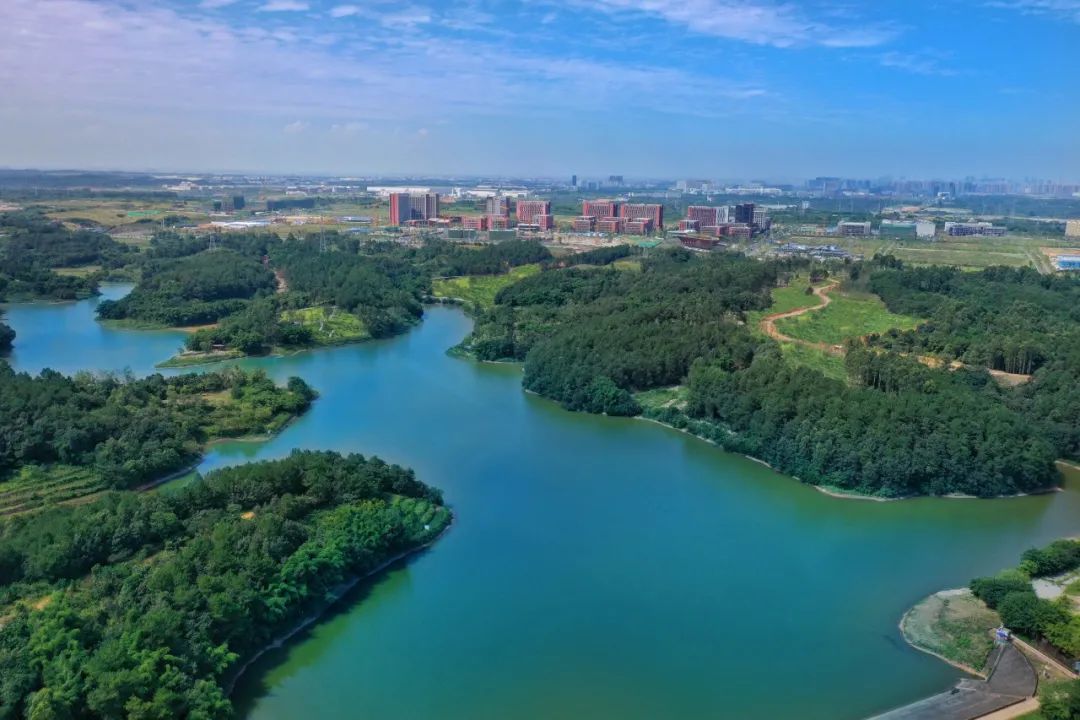 珍稀鸟类现身成都,在双流春游看花