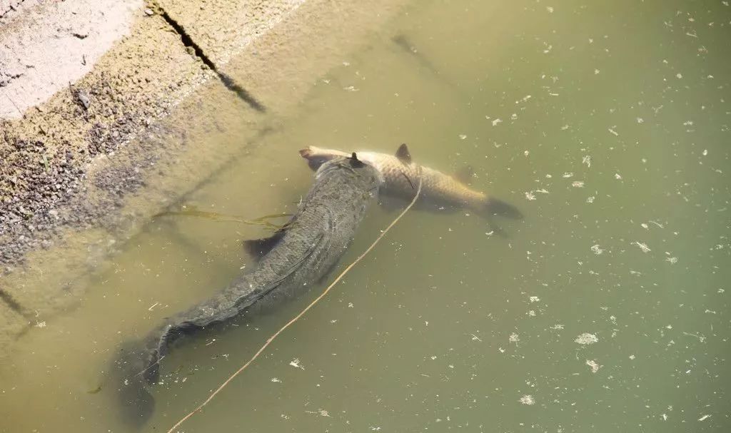 一条黑鱼一年有多少利润,一斤黑鱼赚多少钱