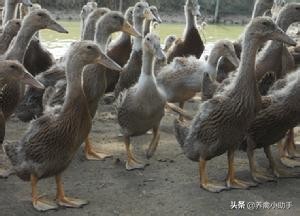 圈养蛋鸭怎么提高产蛋率,养鸭怎么提高质量