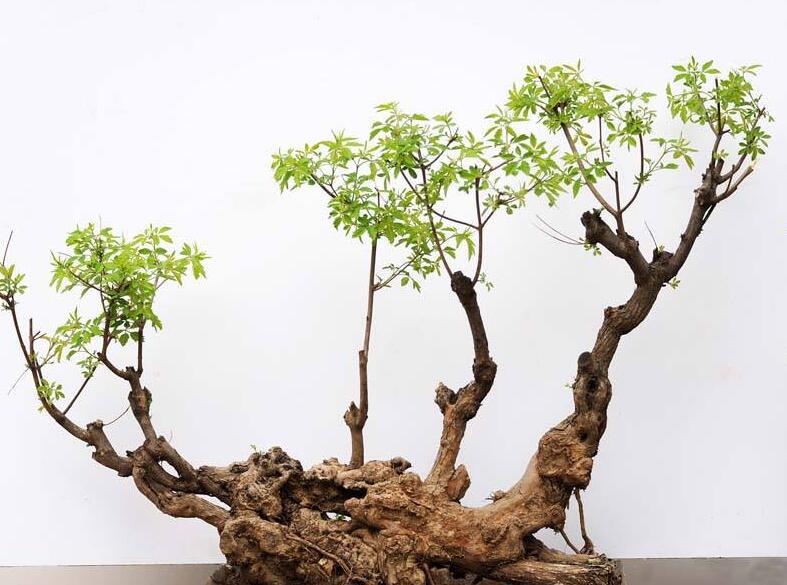 盆景怎么种植,黄腐酸钾盆景