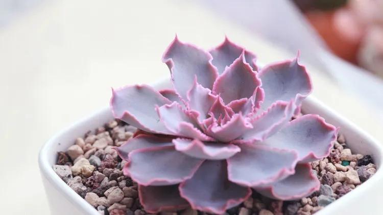 为什么多肉在秋天容易晒伤,多肉怎么熬过夏季休眠