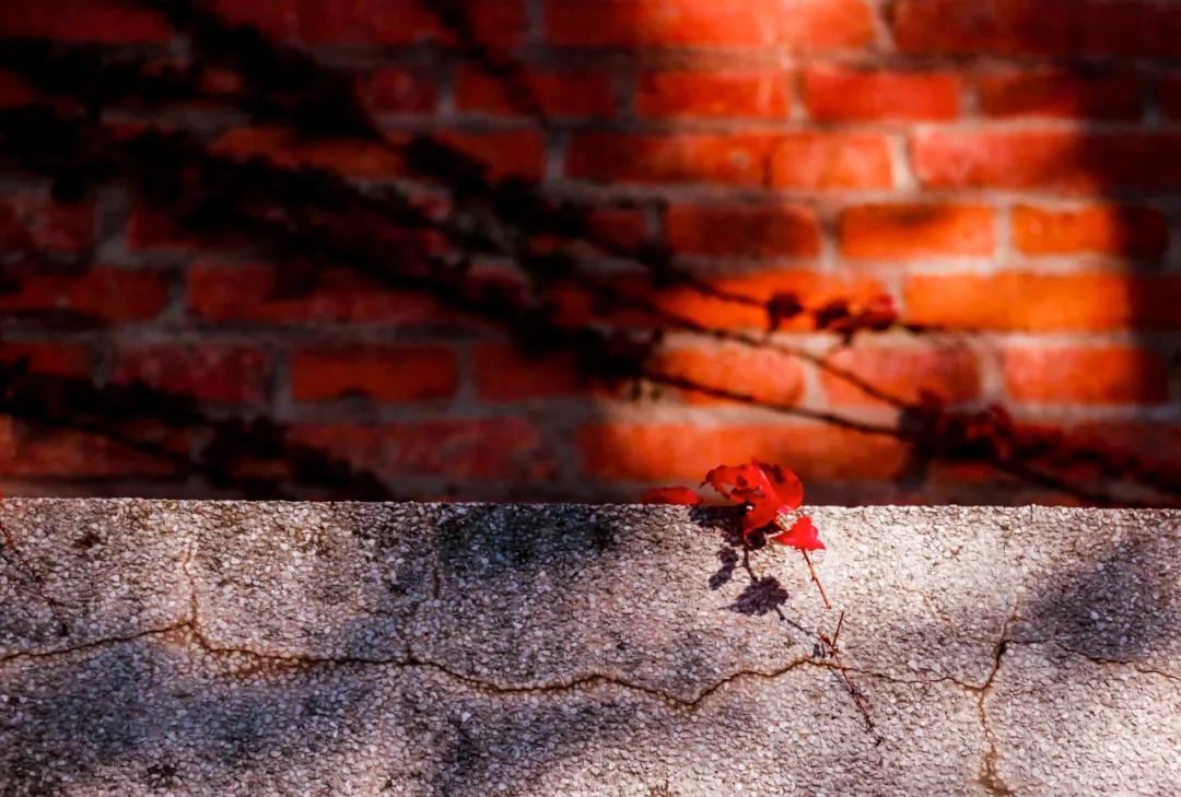 醉美大工秋|读书不觉已秋深，____________