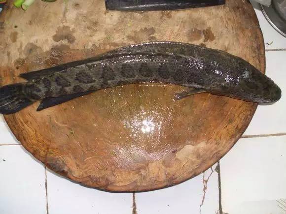 中国海鲜河鲜,市场河鲜海鲜种类大全