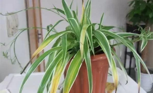 冬季茶花黄叶掉叶子的补救方法,冬季麒麟掌黄叶落叶什么原因