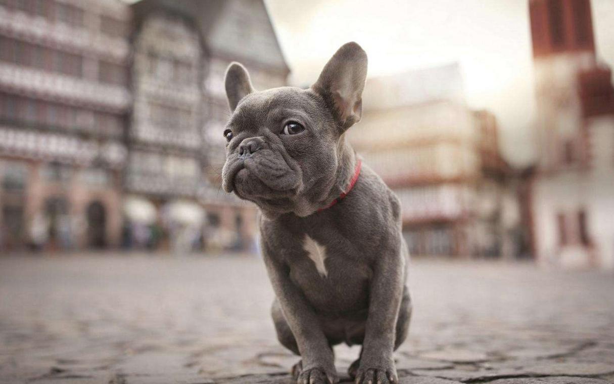 法斗和巴哥哪个好养,新手养法斗和巴哥哪个好养