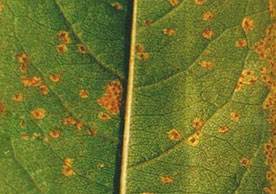 桃锈病什么时间发生,桃褐锈病的症状