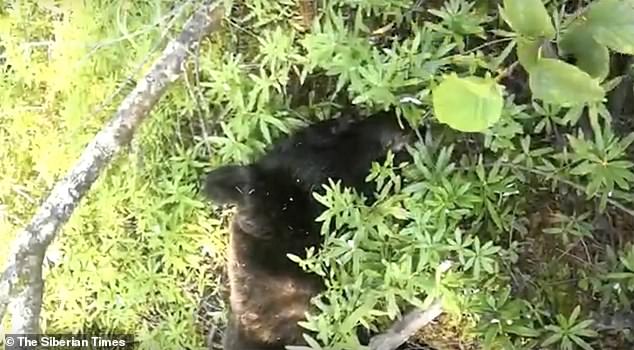 被棕熊咬死的俄罗斯人,俄罗斯一女子被棕熊活活咬死