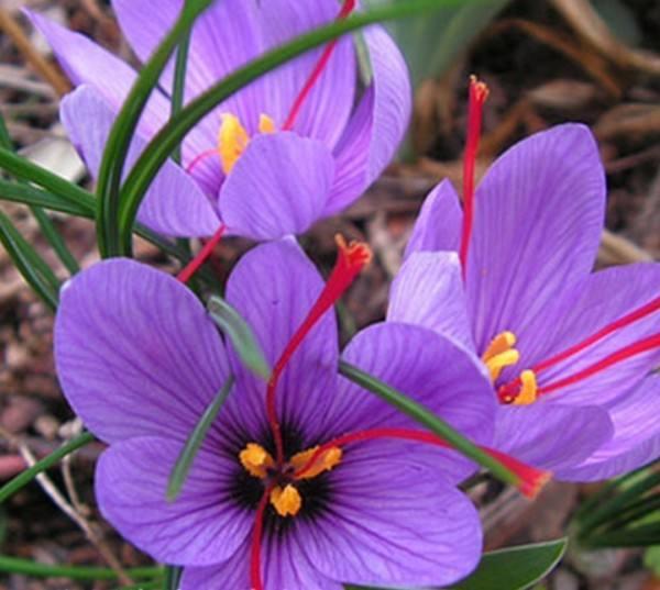 藏红花产地是在中国上海崇明吗,中国最大的藏红花产地是亳州吗