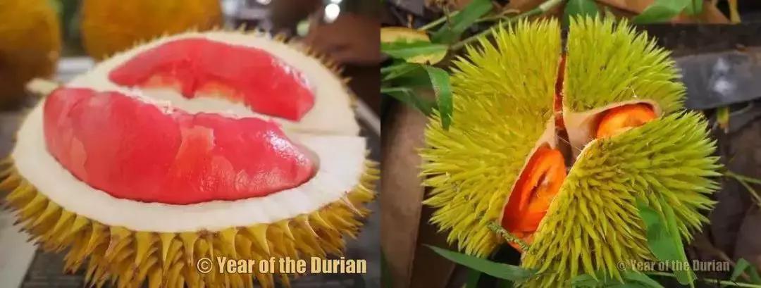 赌王派私人飞机买,蔡少芬怀孕也痴迷,凭啥它让*欲人**罢不能?