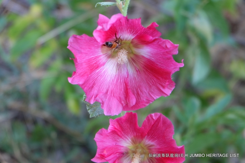 第3034回：无风雨不知花可惜，无患难不知人可谋