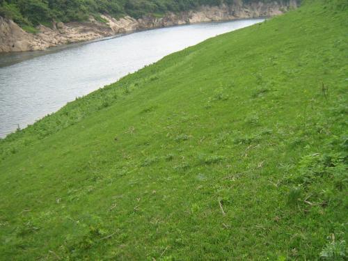 狗牙根的功效与作用,狗牙根有什么用处