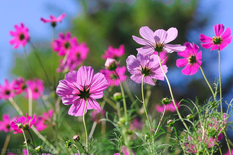 家中养4种花要当心,新手千万别碰这3种花