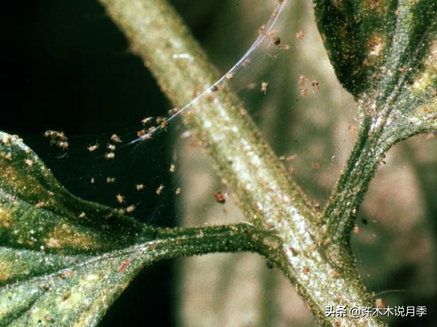 月季红蜘蛛紧急处理,月季红蜘蛛怎么预防
