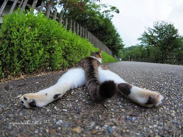 镜头下的猫视频,盘点那些可怜的流浪猫