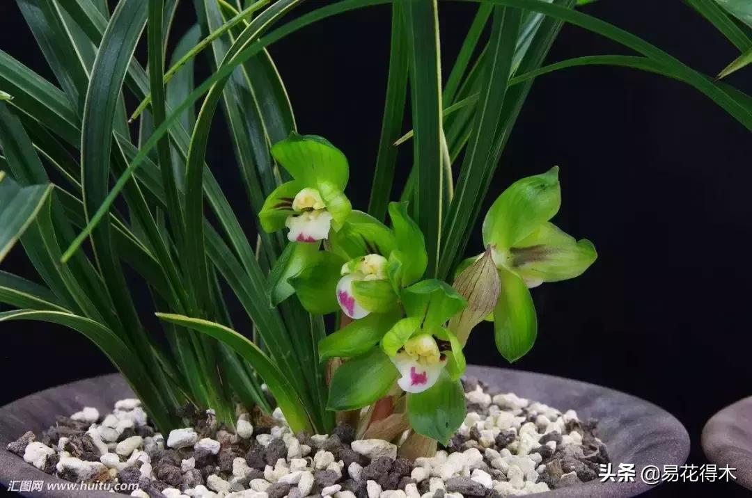 春兰春剑送春莲瓣兰蕙兰怎么分别,蕙兰春兰春剑莲瓣兰对光照的要求