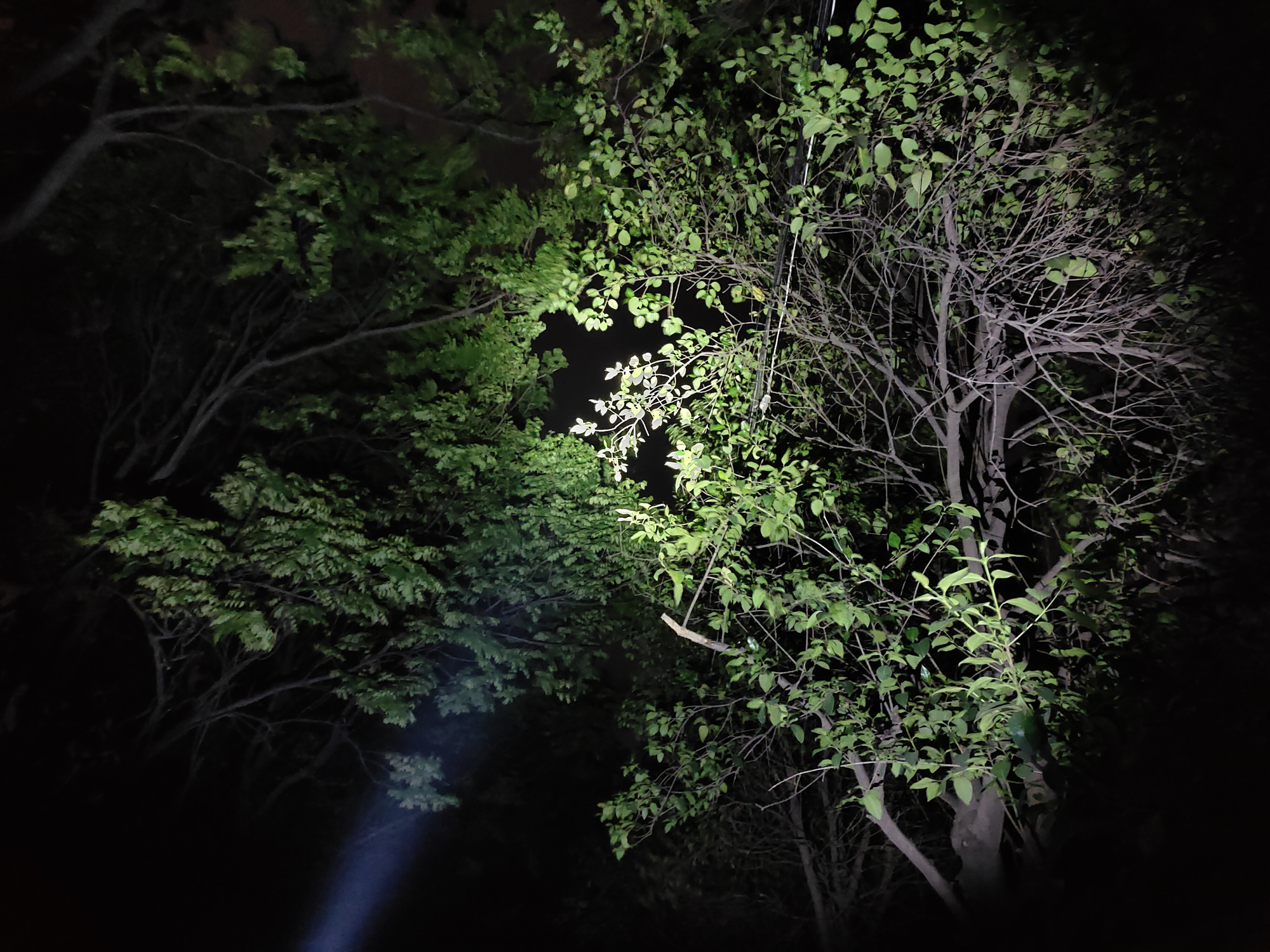 全面升级进化之作！Fenix菲尼克斯C60V3.0手电赏评