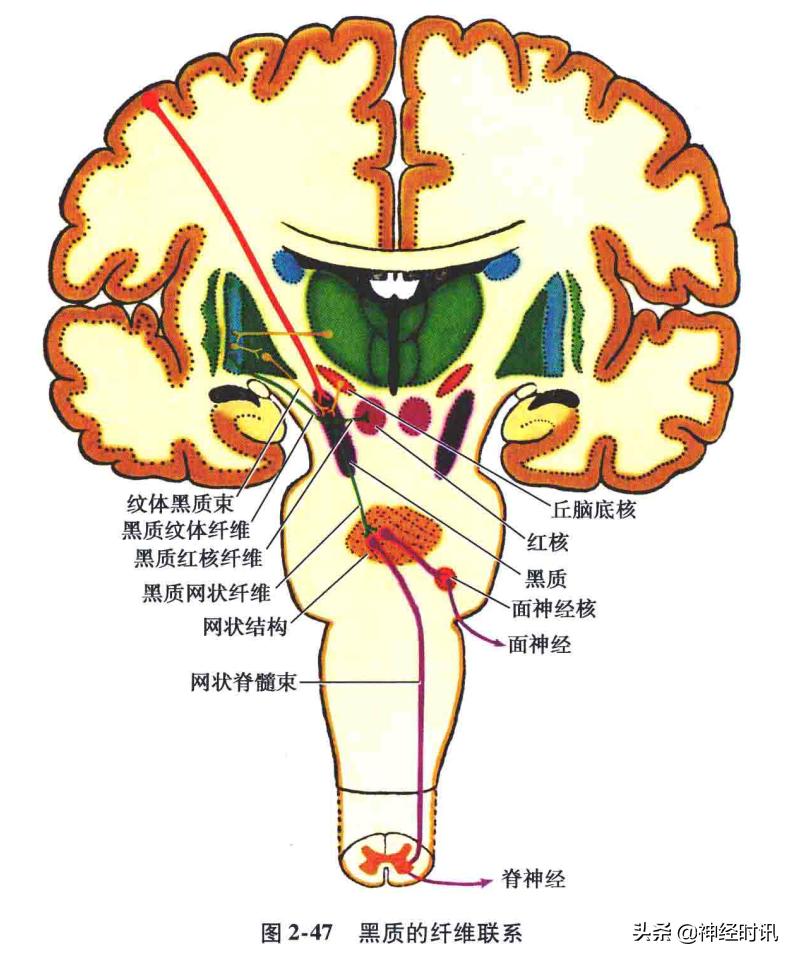 脑干解剖,脑干神经解剖