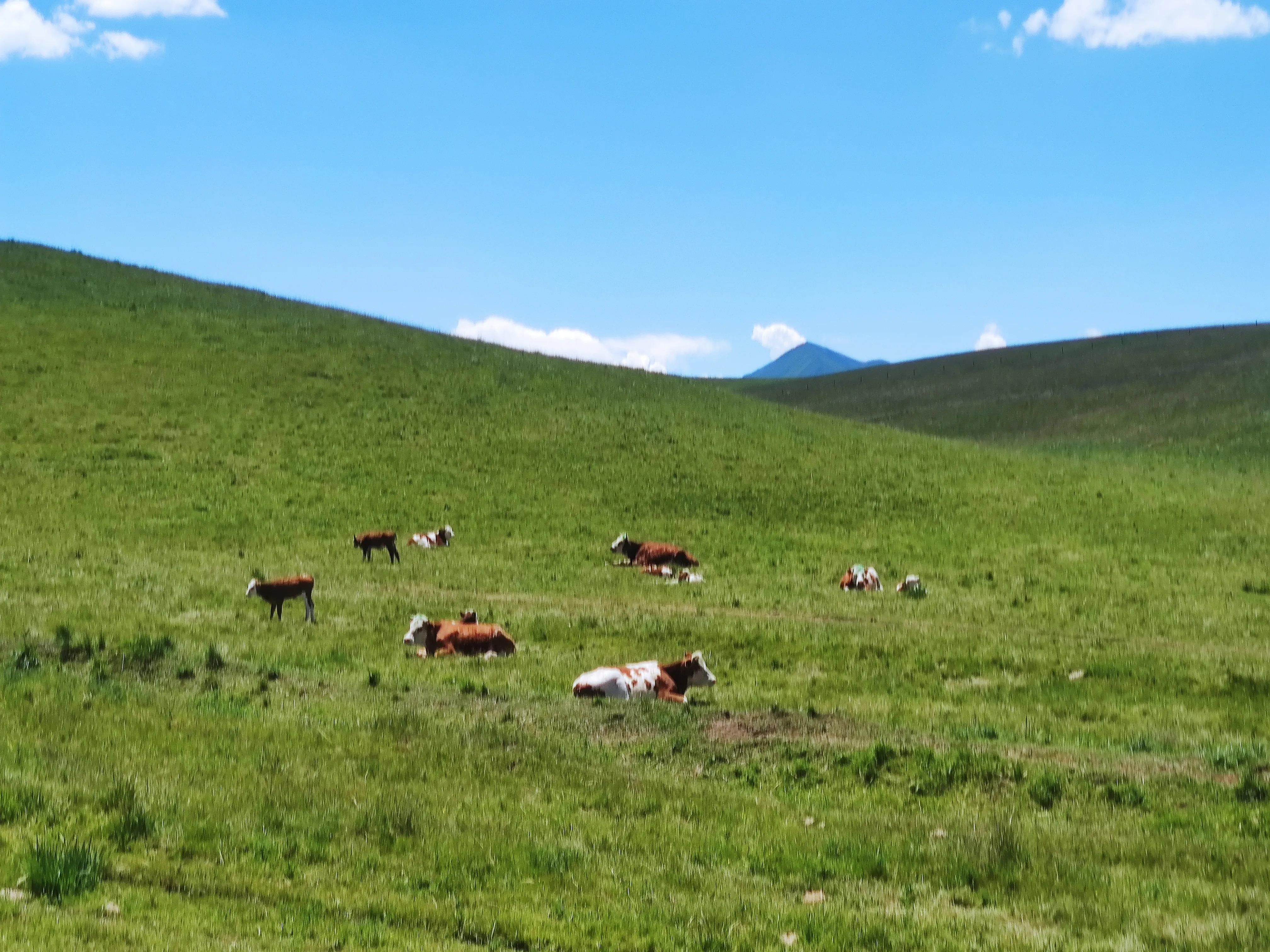 山丹军马场世界第一大军马场,山丹军马场适宜养马的原因