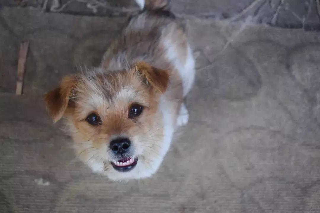 给它们一个家|线上宠物领养日,201903101