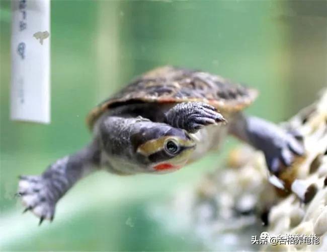 欧泽龟可以加温养吗,加温养龟都需要什么