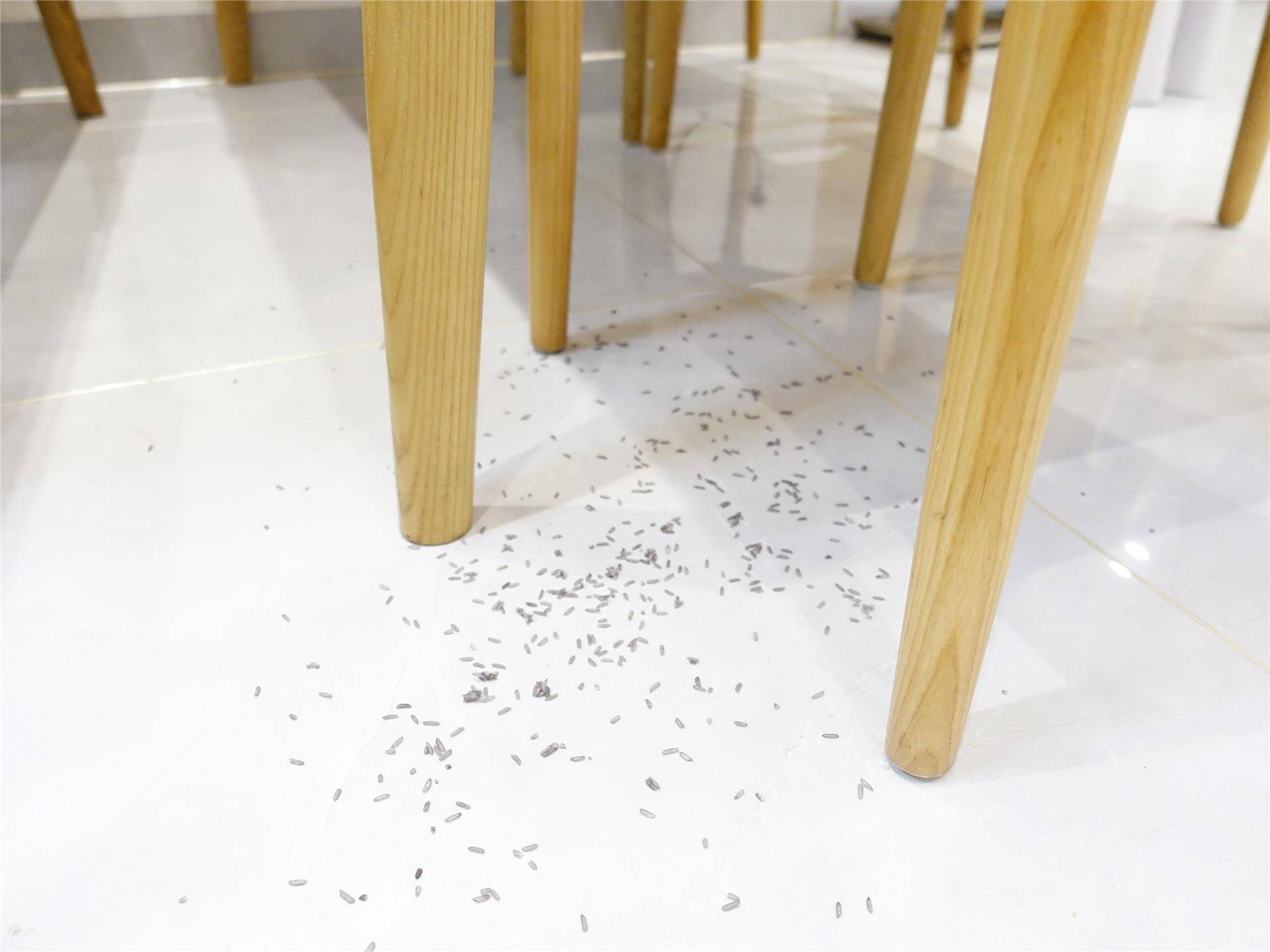 必备清洁电器推荐哪款好,家用清洁类小家电品牌