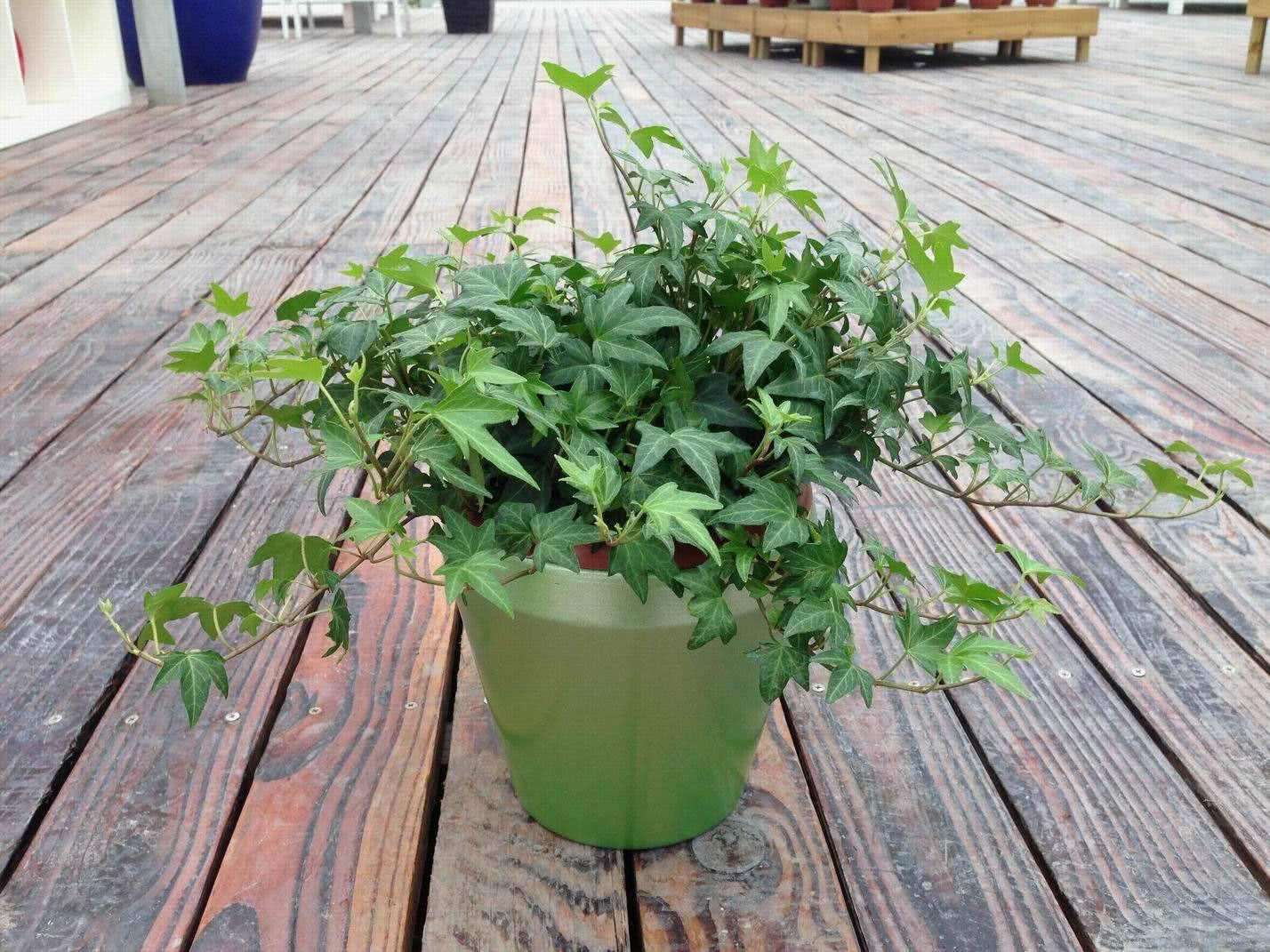 适合放在楼梯角落的植物,适合摆客厅角落的大型植物