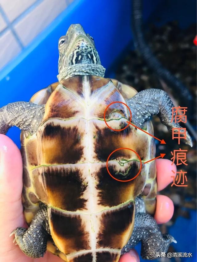 乌龟腐皮腐甲自愈过程,乌龟又腐甲又鼓包怎么办