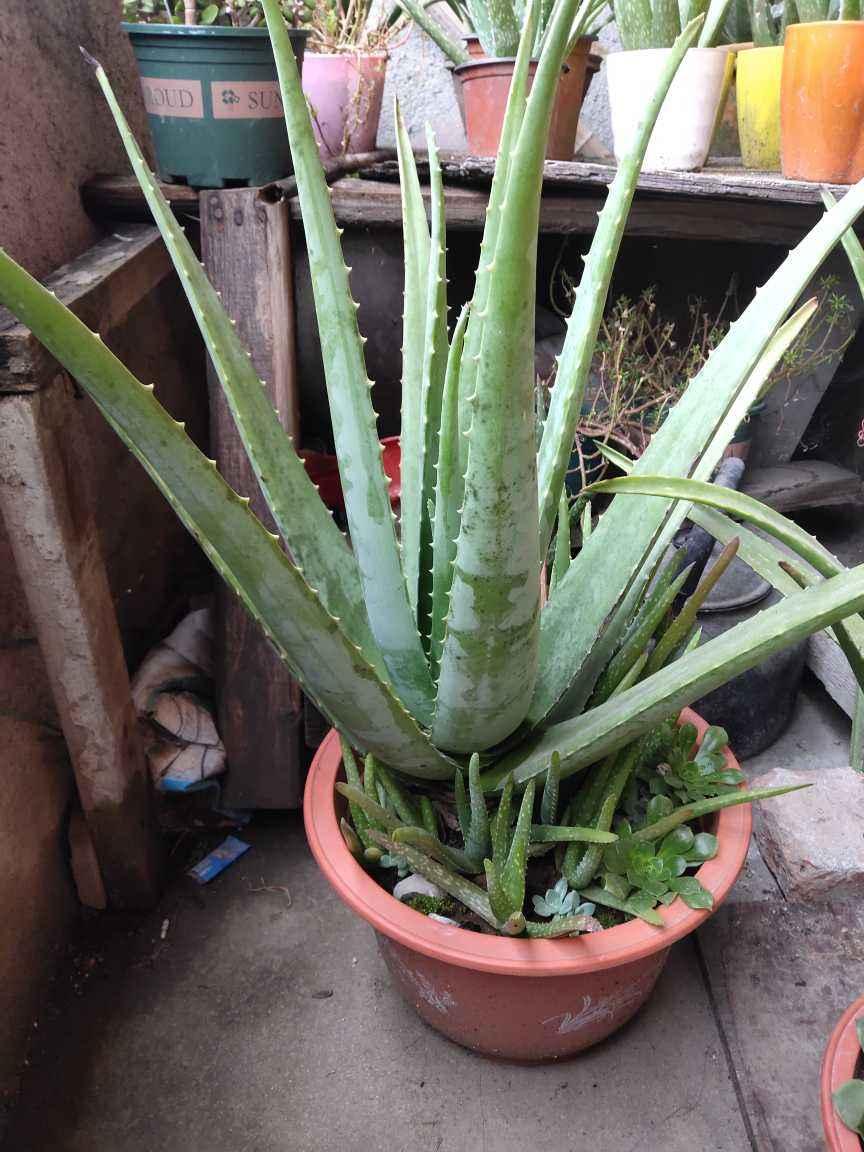 盆栽芦荟在室内夏季高温怎么浇水,芦荟冬季怎么浇水才能让它长大呢