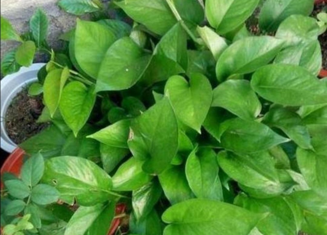 绿萝喜阴还是喜阳几天浇一次水,种植的绿萝喜水吗多久浇一次