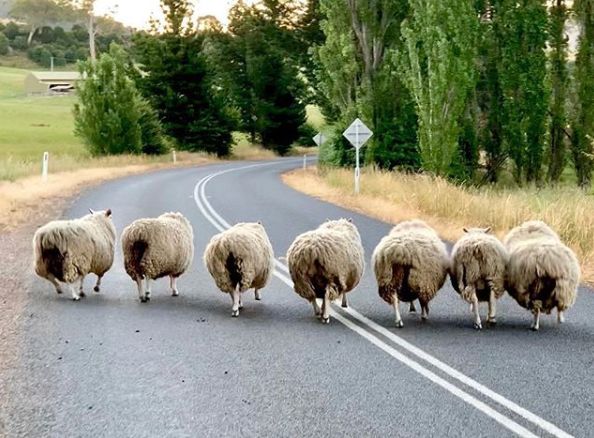 鍚愭Ы闃胯开鑰愬厠,鍚愭Ы鑰愬厠闃胯开