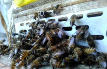 蜜蜂养殖，必须学习防盗蜂技术，否则中意蜂同场饲养肯定失败