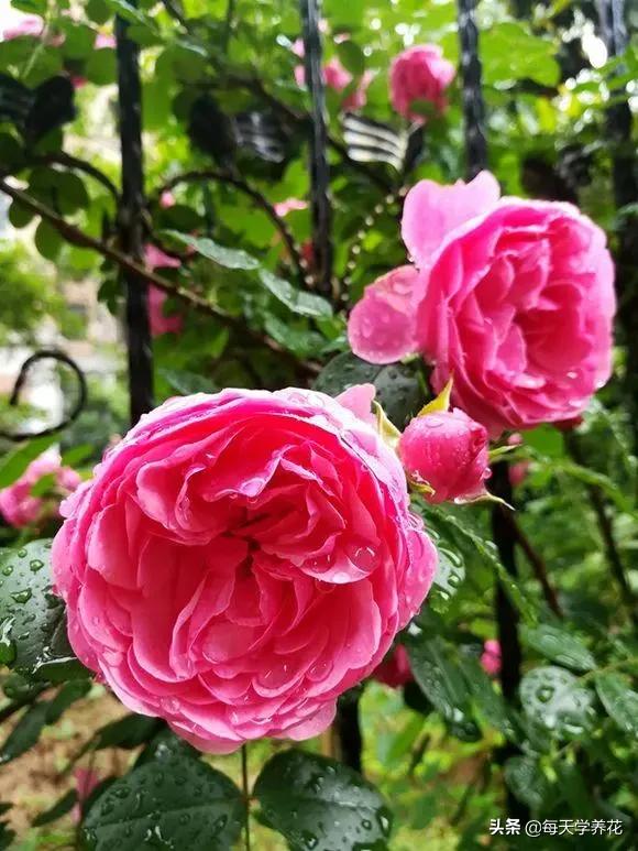 艾拉绒球小苗养护,艾拉绒球室内养殖方法