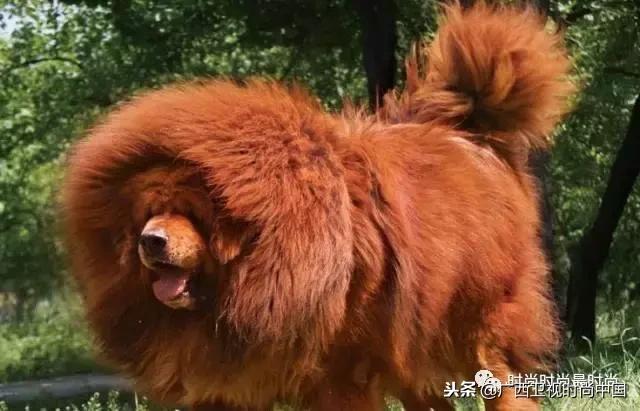 头发硬炸毛,头发又直又硬炸毛