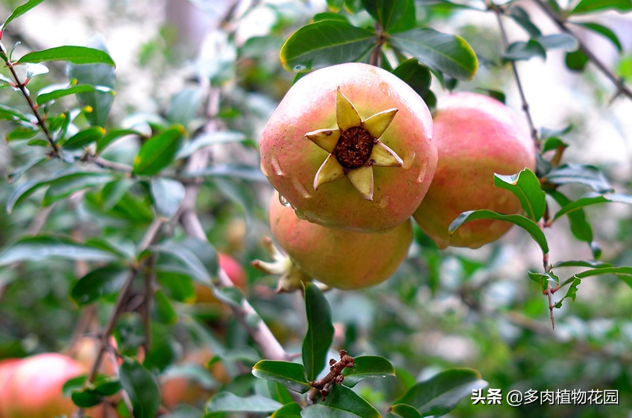 在家种果树苗,在家种植石榴籽