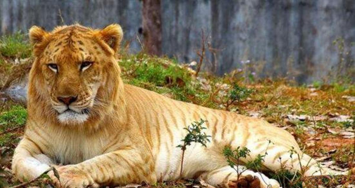 骡子无法繁衍后代的原因,骡子是什么为什么骡子不能怀孕